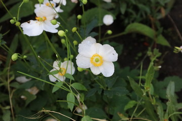 Beautiful Japanese Anemone Macro Close Up