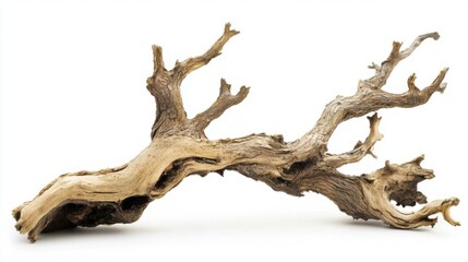 Explore dry tree branch, natural element for decorative rustic concept and art