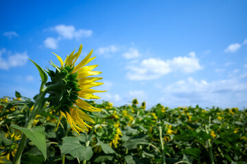 青空に映える晩夏のひまわり｜季節の背景素材