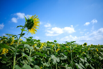 青空に映える晩夏のひまわり｜季節の背景素材