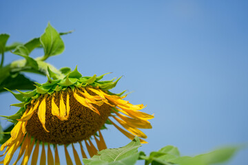 青空に映える晩夏のひまわり｜季節の背景素材