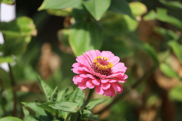 Obraz premium Detailed Close Up of Colorful Zinnia Bloom