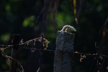 A beautiful Squirrels tail peeking out from behind a stone wall, surrounded by barbed wire and...