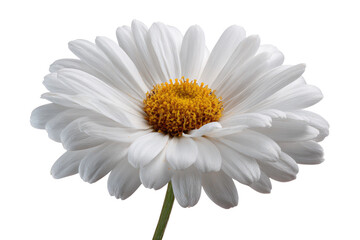 Fototapeta premium Close-up of a single, white daisy. Petals are a soft white, radiating outward from a central disc. A yellow-gold center is visible. Isolated against black background