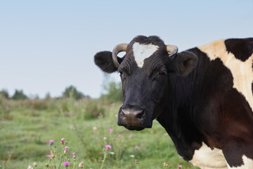 Beautiful black cow with white spots in meadow. Space for text