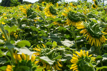 ひまわりの背面と緑の葉｜夏の自然イメージ素材