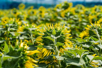 ひまわりの背面と緑の葉｜夏の自然イメージ素材