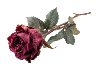 Dried crimson rose with delicate leaves.  A single, withered rose, deep crimson, rests on a dark background.  Pale, greyish-green leaves, delicate and dried, accentuate the stem