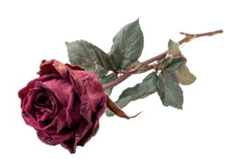 Dried crimson rose with delicate leaves.  A single, withered rose, deep crimson, rests on a dark background.  Pale, greyish-green leaves, delicate and dried, accentuate the stem