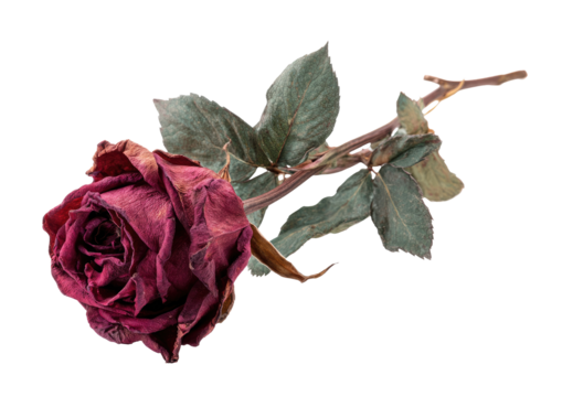 Dried crimson rose with delicate leaves.  A single, withered rose, deep crimson, rests on a dark background.  Pale, greyish-green leaves, delicate and dried, accentuate the stem