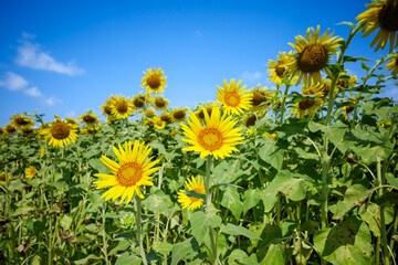 ひまわり畑の夏イメージ｜広告・バナー向け素材