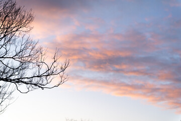 Sunset silhouettes country trees glowing sky peaceful rural landscape evening