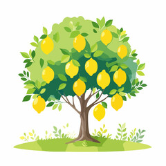 Vector watercolor of lemon tree side view isolated on white background for landscape and architecture drawing, elements for environment and garden, painting botanical for secti