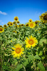 ひまわり畑の夏イメージ｜広告・バナー向け素材