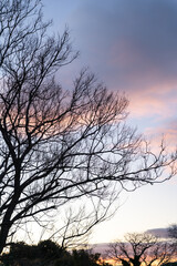 Sunset silhouettes country trees glowing sky peaceful rural landscape evening