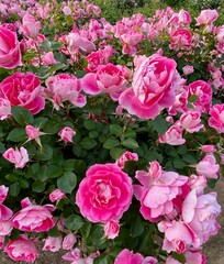Vibrant Pink Rose Garden Blossaming in Spring