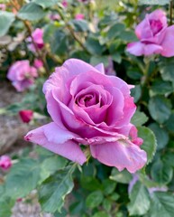 Single Purple rose with Soft Focus Floral Background