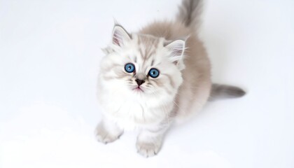 A fluffy kitten with large blue eyes, looking directly at the viewer