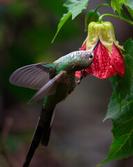 Colibri © francisco