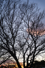 Sunset silhouettes country trees glowing sky peaceful rural landscape evening