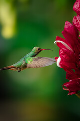 Colibri