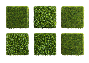Six square decorative panels, each filled with dense, realistic-looking, small, green foliage. 