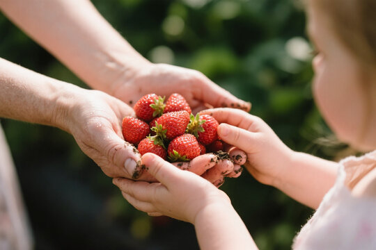 strawberries in hands - Powered by Adobe