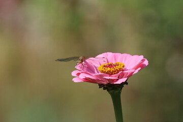 Beautiful Macro of Dragonfly on Blue Flower