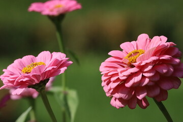 Obraz premium Close Up of Pink Zinnia