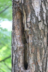 Woodpecker Holes in Large Pine Tree