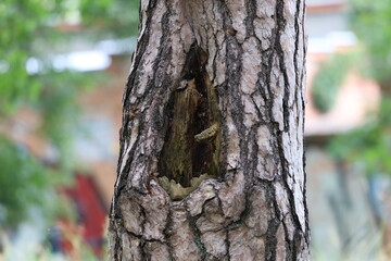 Large Pine Tree with Holes