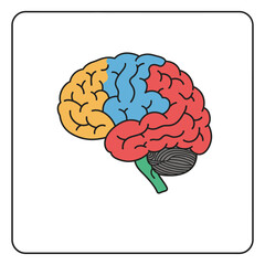 brain lobes illustration diagram anatomy structure sections occipital parietal temporal frontal used for medical training