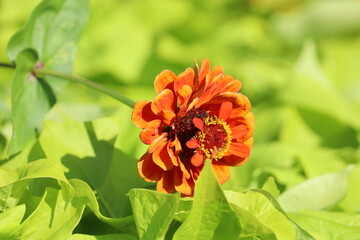 Beautiful Yellow Zinnia Flower Close Up