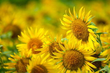 群生するひまわりとボケ背景の夏素材｜明るい季節イメージ