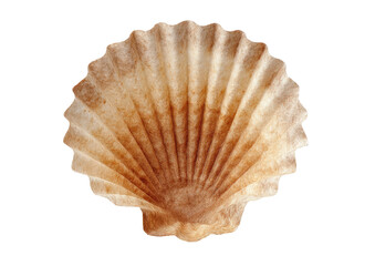 Close-up of a light beige seashell, exhibiting a unique, ribbed, cone-shaped form.  Its inside is a darker, muted brown, radiating outward from a central point