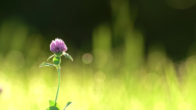 Tokyo, Japan - September 6, 2025: Closeup of Red clover or Trifolium pratense illuminated with the rising sun