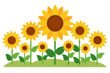 Obraz premium sunflowers on a white background