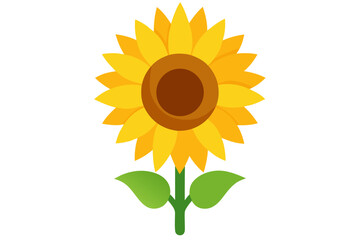 sunflower isolated on white