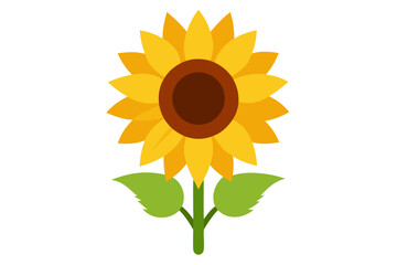 sunflower isolated on white