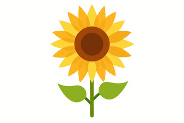 sunflower isolated on white
