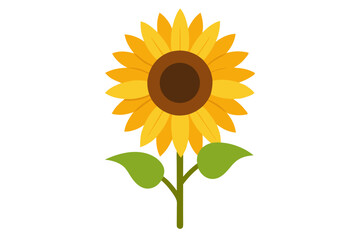 sunflower isolated on white background