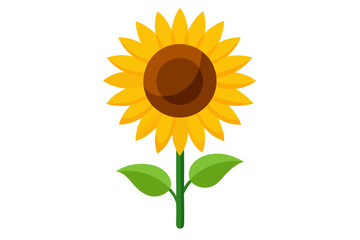 sunflower isolated on white