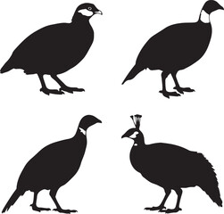 Fototapeta premium Four black bird silhouettes with distinct markings