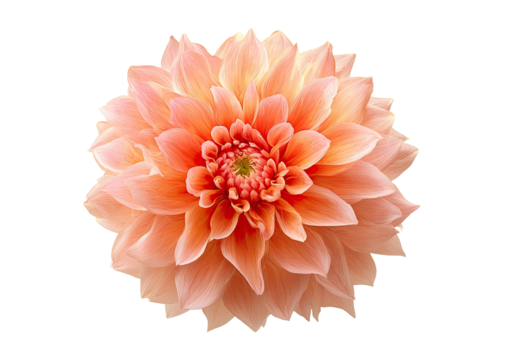 Close-up of a peach-colored dahlia.  Large,  radiating flower head, delicate petals.  Soft color gradient.  Detailed center