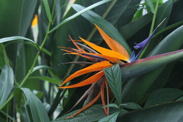 Bird of Paradise Plant