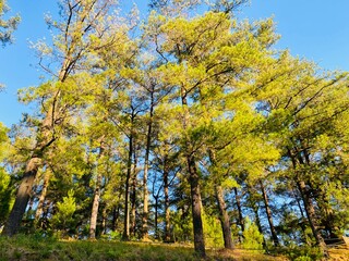 Fototapeta premium Blue Sky Pine Tree Background. Pine Forest Sky View Wallpaper. Scenic Tall Trees Nature Background. Forest Canopy and Clear Sky Wallpaper. Outdoor Pine Woodland Background. Beautiful Pine Landscape.