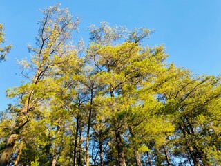 Blue Sky Pine Tree Background. Pine Forest Sky View Wallpaper. Scenic Tall Trees Nature Background. Forest Canopy and Clear Sky Wallpaper. Outdoor Pine Woodland Background. Beautiful Pine Landscape.