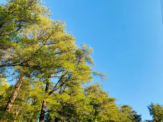 Fototapeta premium Blue Sky Pine Tree Background. Pine Forest Sky View Wallpaper. Scenic Tall Trees Nature Background. Forest Canopy and Clear Sky Wallpaper. Outdoor Pine Woodland Background. Beautiful Pine Landscape.