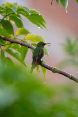 Colibrí