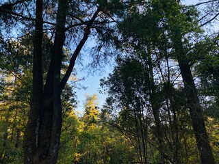 Blue Sky Pine Tree Background. Pine Forest Sky View Wallpaper. Scenic Tall Trees Nature Background. Forest Canopy and Clear Sky Wallpaper. Outdoor Pine Woodland Background. Beautiful Pine Landscape.